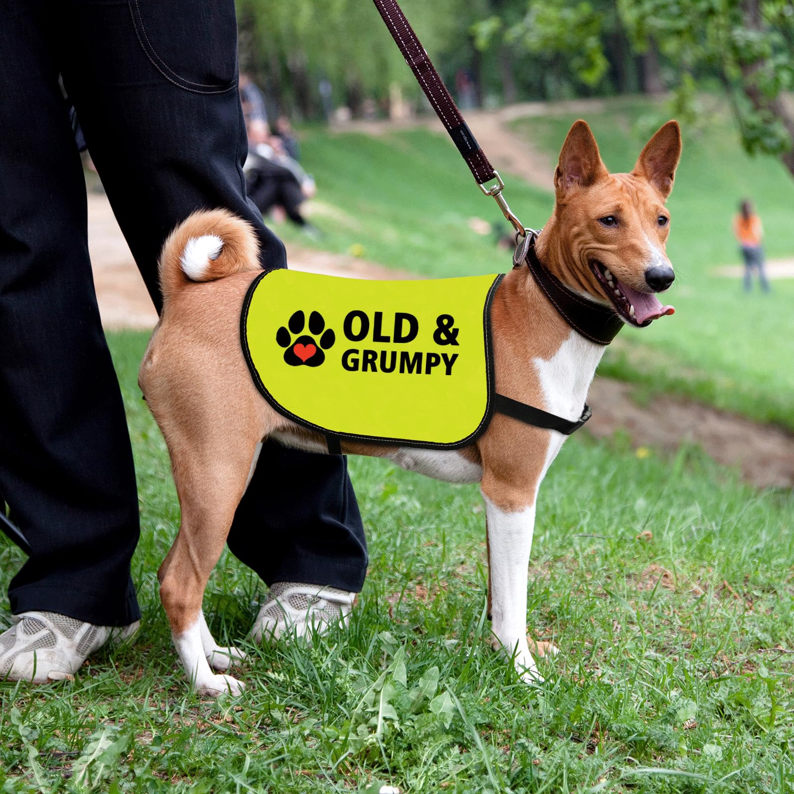 Funny Grumpy Dog Jacket Old&Grumpy Dog Slogan Vest Social Distancing Gift Nervous Dogs Gift Grumpy Animals Vest (OLD & GRUMPY-Medium) - Image 4