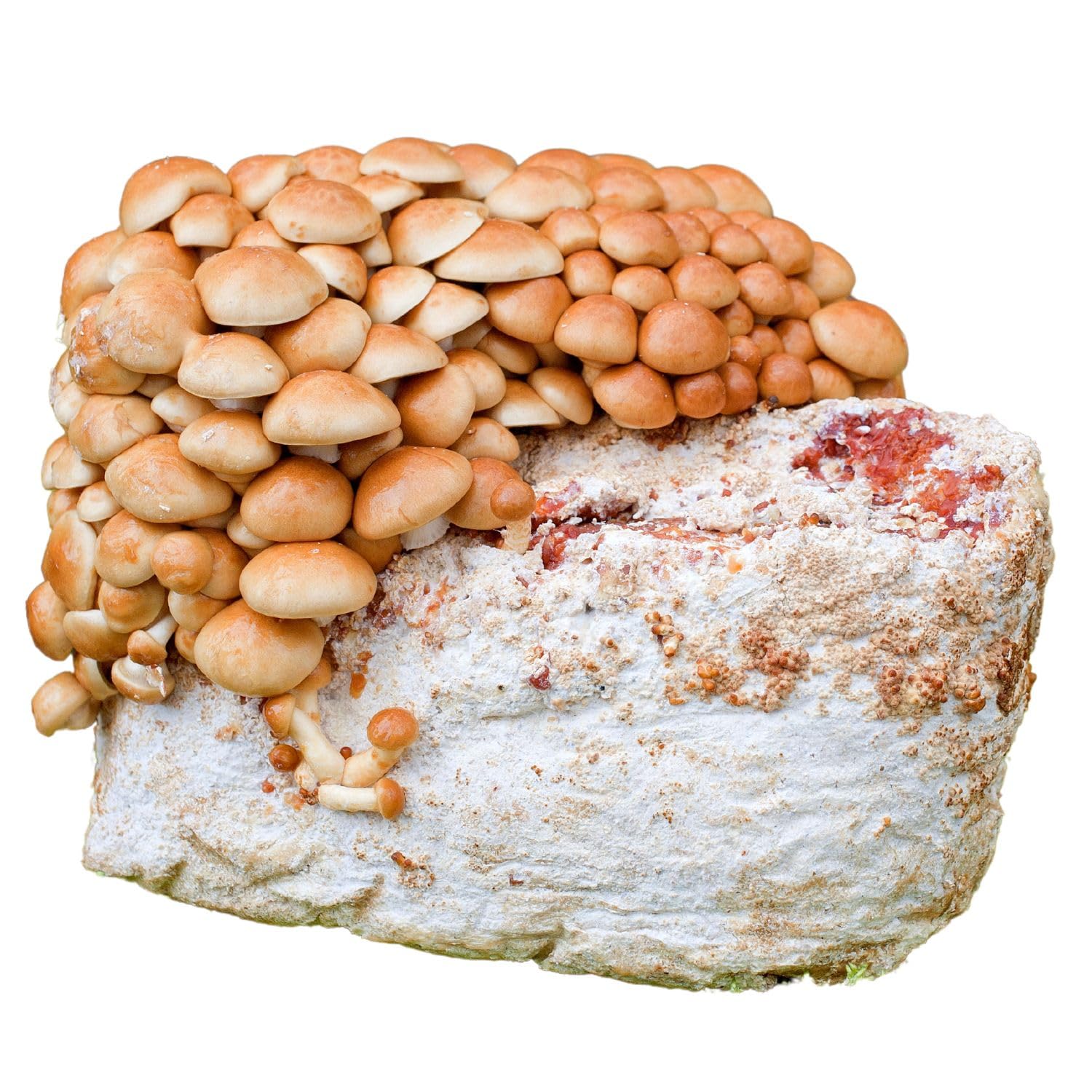 Hawlik Pilzbrut - Pholiote Nameko Kit de culture de champignons Biologique - Facile à cultiver soi-même – Kit de culture prêt a pousser pour la maison – Kit champignon à faire pousser avec mycélium
