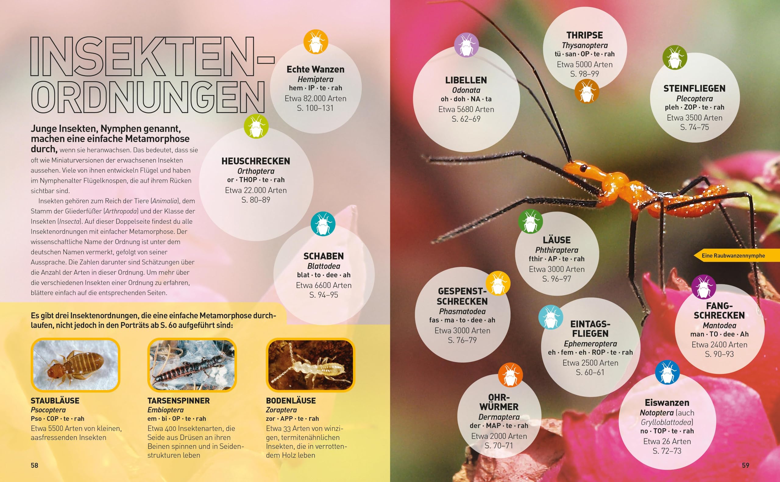Insekten-Enzyklopädie: Die Wunderwelt von Käfer & Co.: National Geographic Kids
