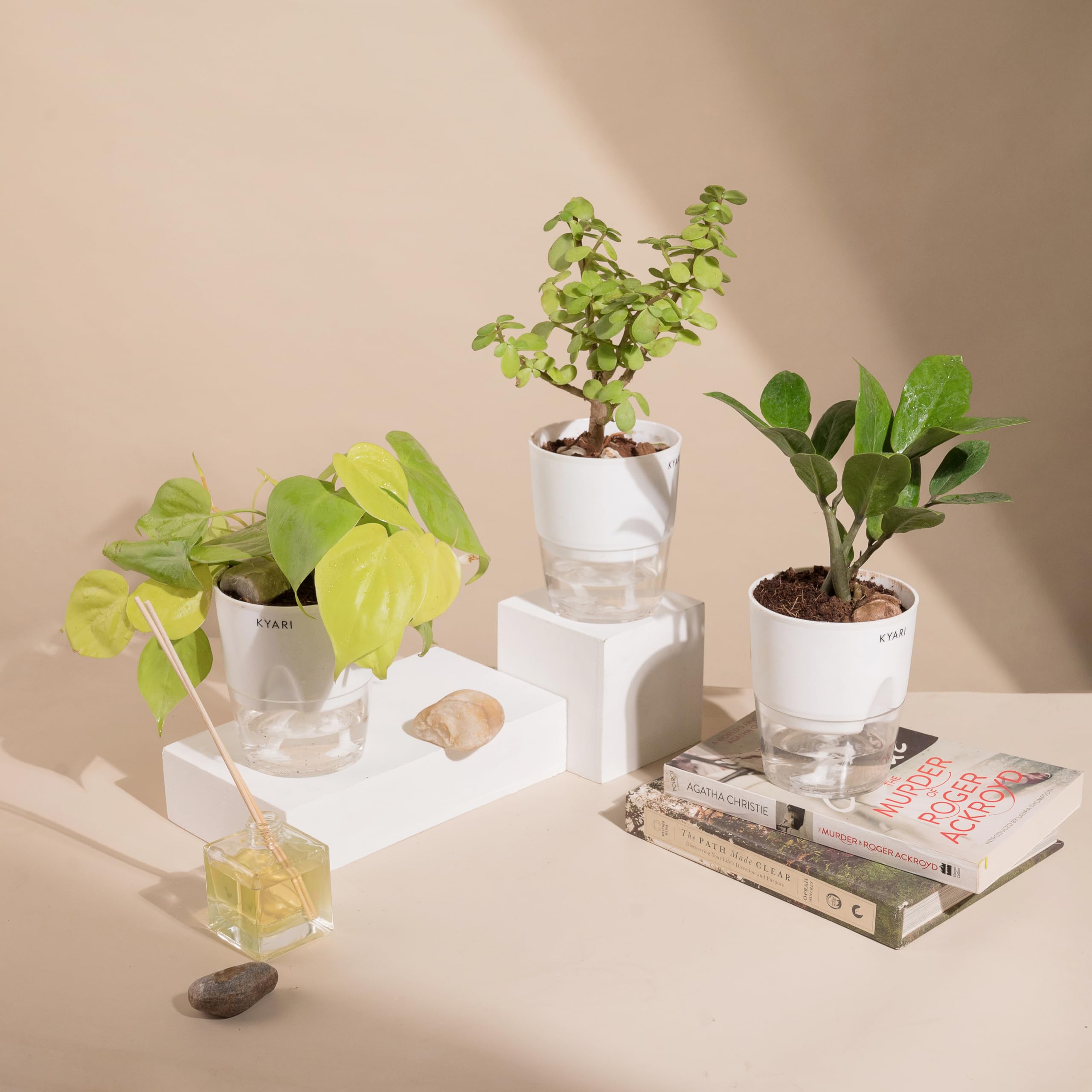 KYARI Zamia Green (ZZ)-Golden Money-Jade Combo of 3 Indoor Plants for Living Room | Live Plants | Plants with White Pot for Home Air purifier plants | Plants for Home Decor | Plants for garden (B0CHYSYL3S) Amazon Price History, Amazon Price Tracker