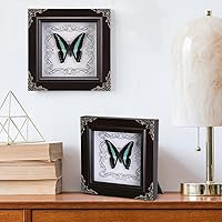 Vista 5 de Mariposa real enmarcada a mano, colección de caja de sombra de espécimen de mariposa real, taxidermia de mariposa enmarcada para decoración de pared