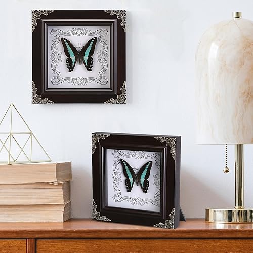 Miniatura 5 de Mariposa real enmarcada a mano, colección de caja de sombra de espécimen de mariposa real, taxidermia de mariposa enmarcada para decoración de pared