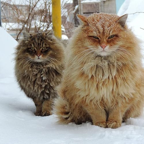Best cats pics