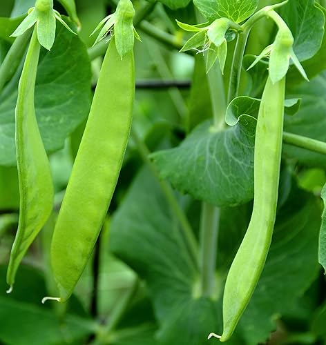 Earthcare Seeds Pea Oregon Sugar Pod II Snow Pea 50 semillas (Pisum sativum) reliquia - Polinizado abierto
