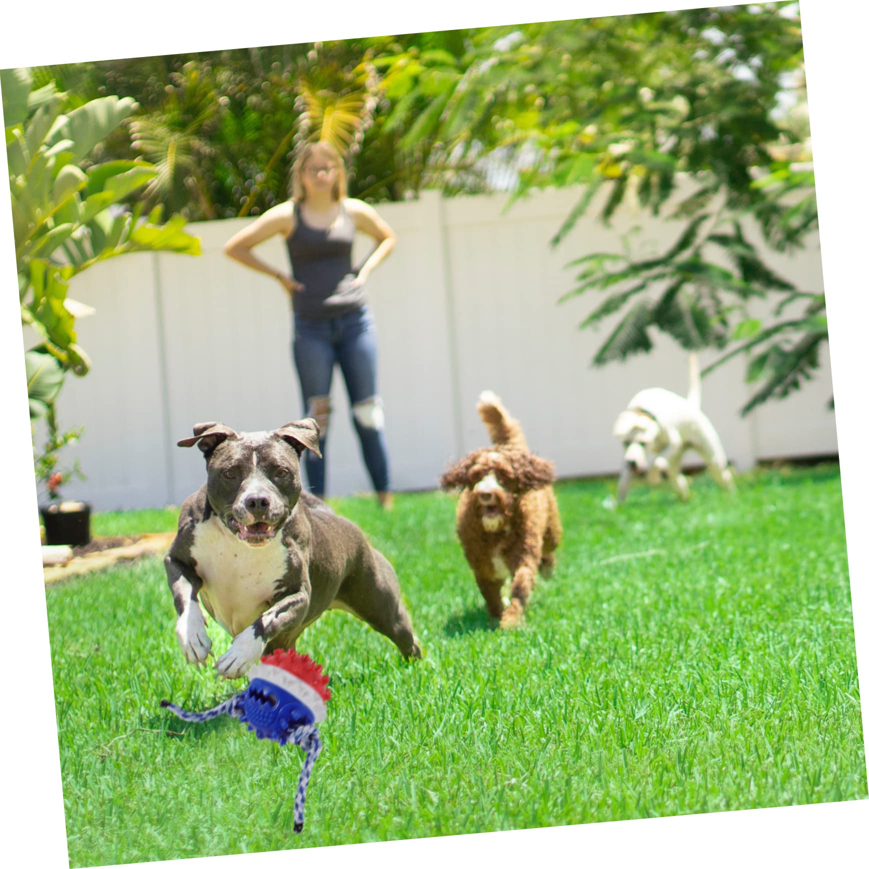 Beaupretty Lot De 2 Jouets À Mâcher pour Chiens Sûrs Et Interactifs pour Le Nettoyage des Dents des Chiots