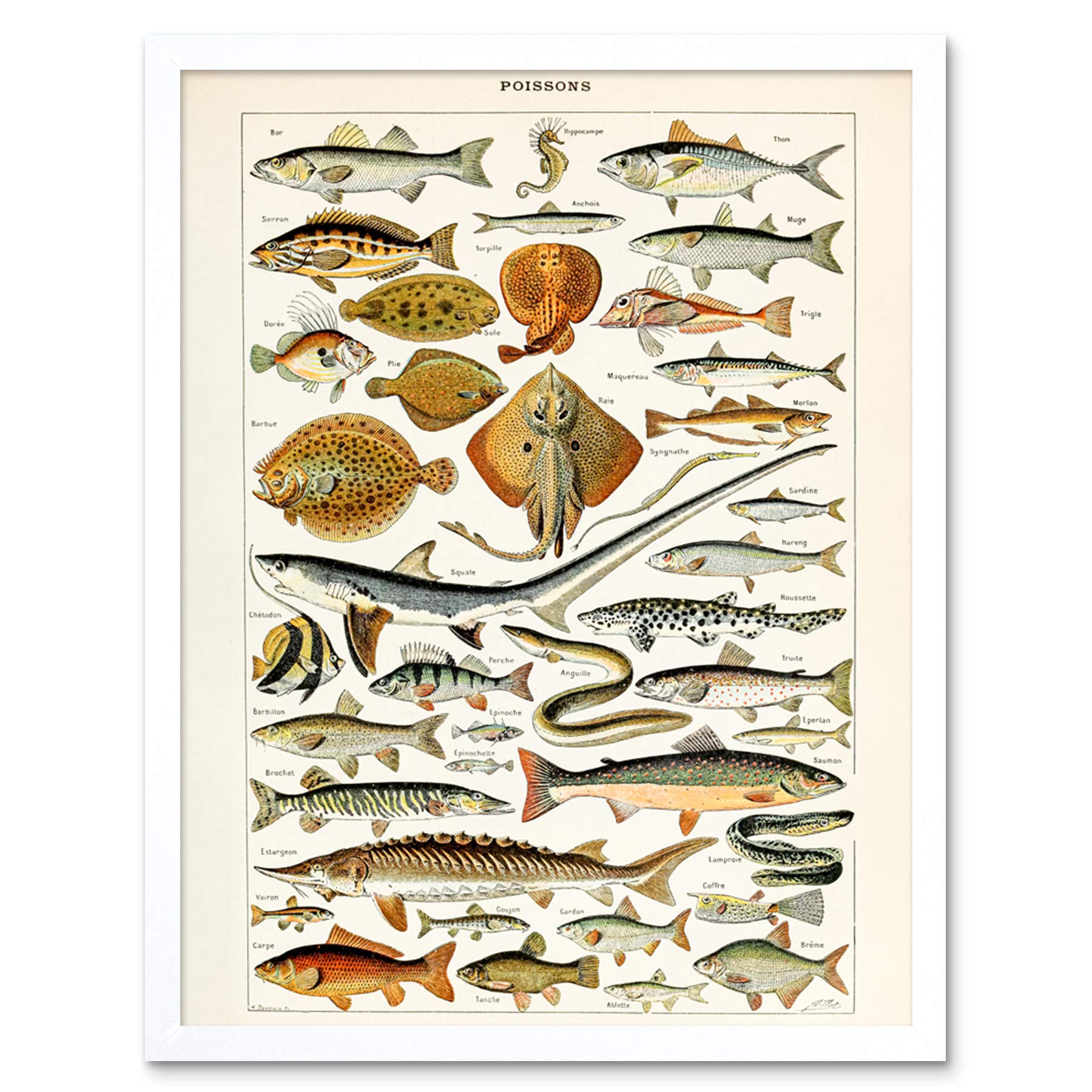 Artery8 Millot Encyclopedia Page Fish Shark Ray Art Print Framed Poster Wall Decor 12x16 inch