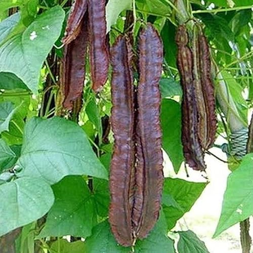 Miniatura 4 de YEGAOL Garden - Semillas de frijol aladas moradas Psophocarpus Tetragonolobus, sabor único, valor nutricional, culinario, libre de OGM, para jardín,