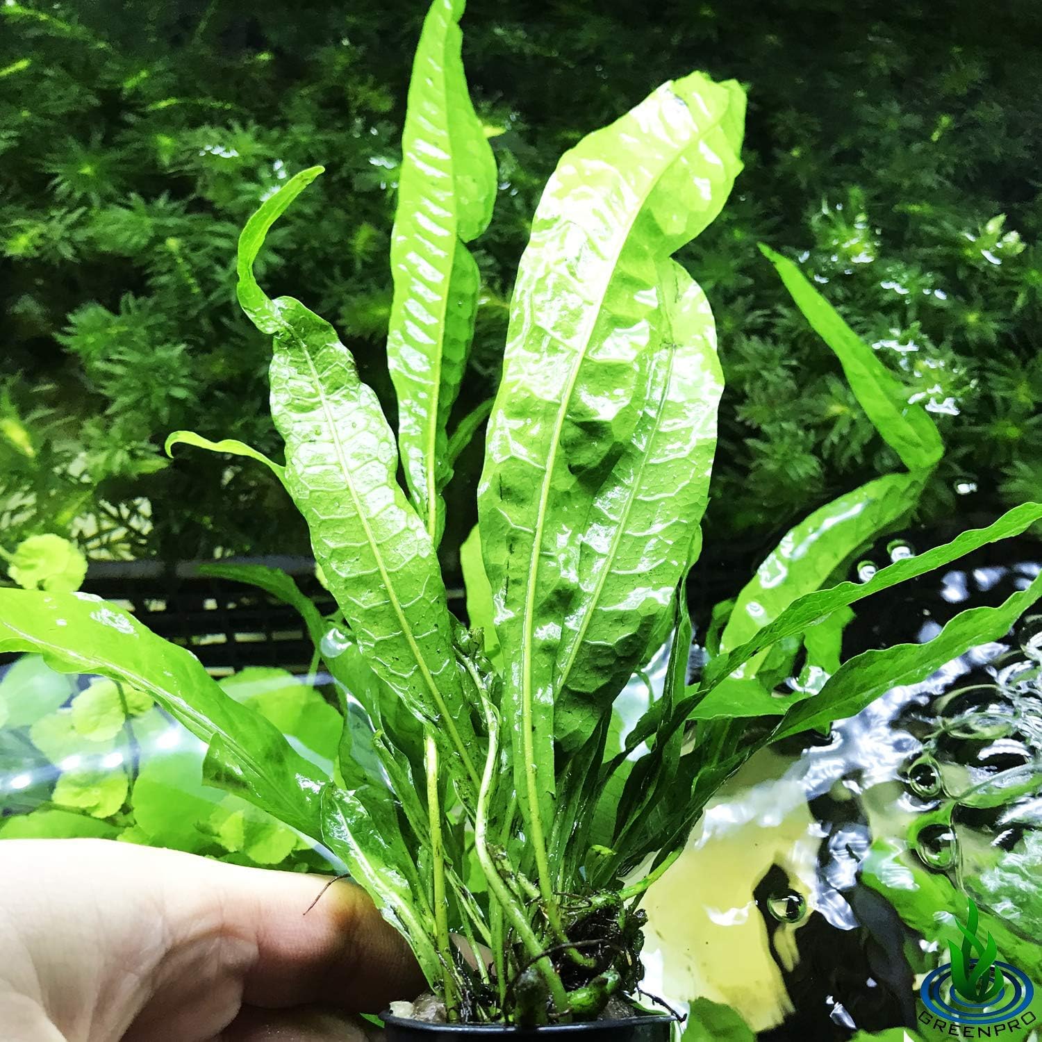 Amazon.com: Marcus Fish Tanks - Java Fern Microsorum Pteropus Easy Low ...