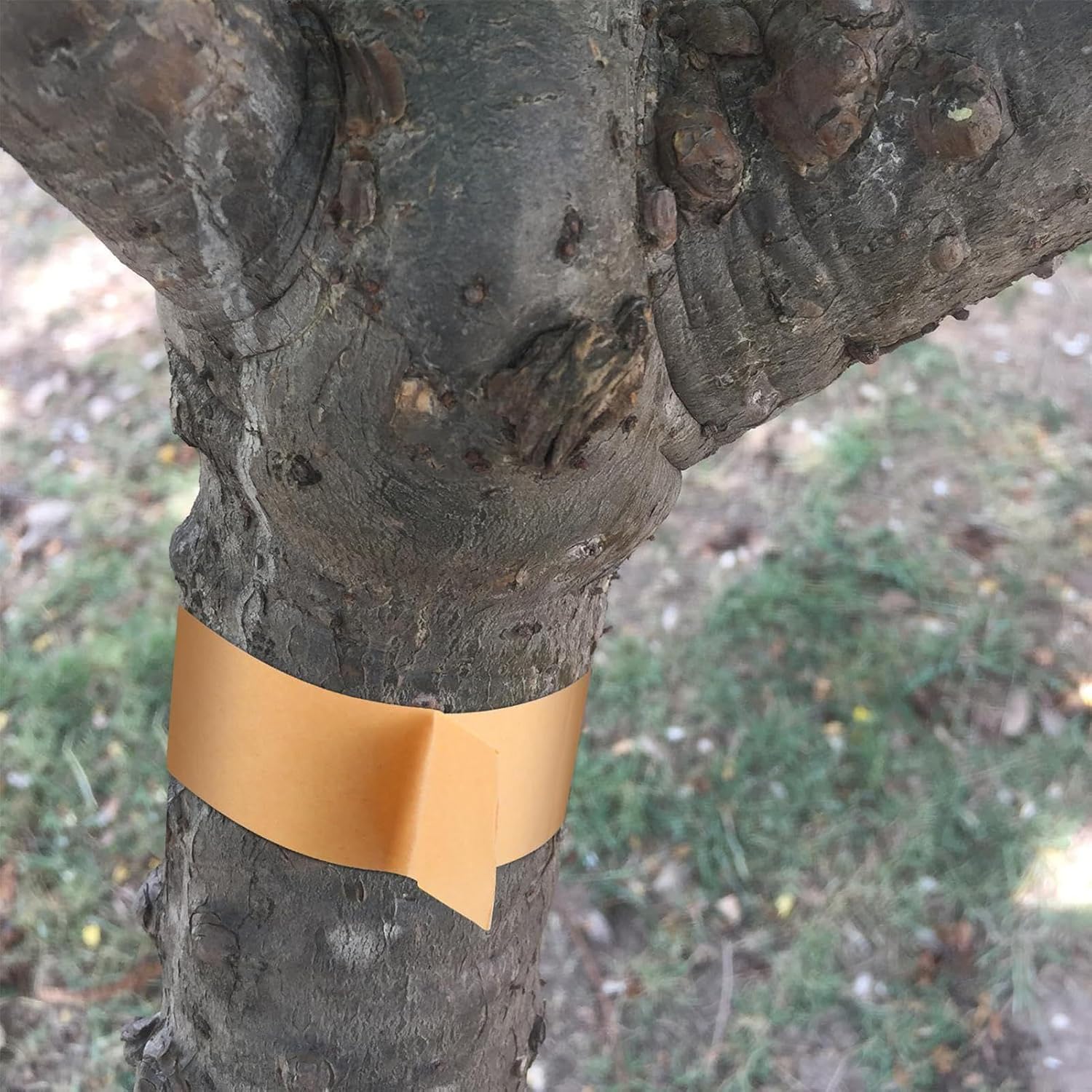Tree Barrier Tape,164 Ft x 2 Inch Caterpillar Tree Tape - Sticky Barrier, Plant Protector for Outdoor Lawn Garden Orchard - Image 9