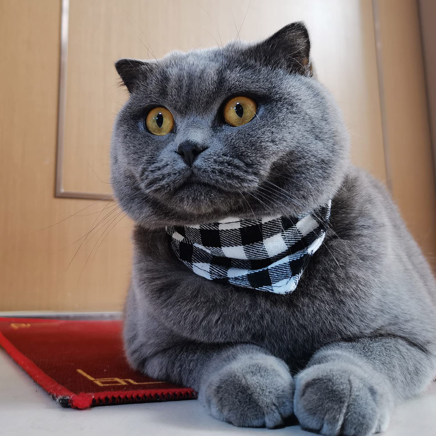 Hundehalsband & Leine Set – 3-teilig Mit Fliege, Verstellbar Für Kleine Hunde & Katzen, Camo