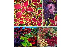 Rare Coleus Flowers - Rainbow Wizard Mix Seeds - 100+