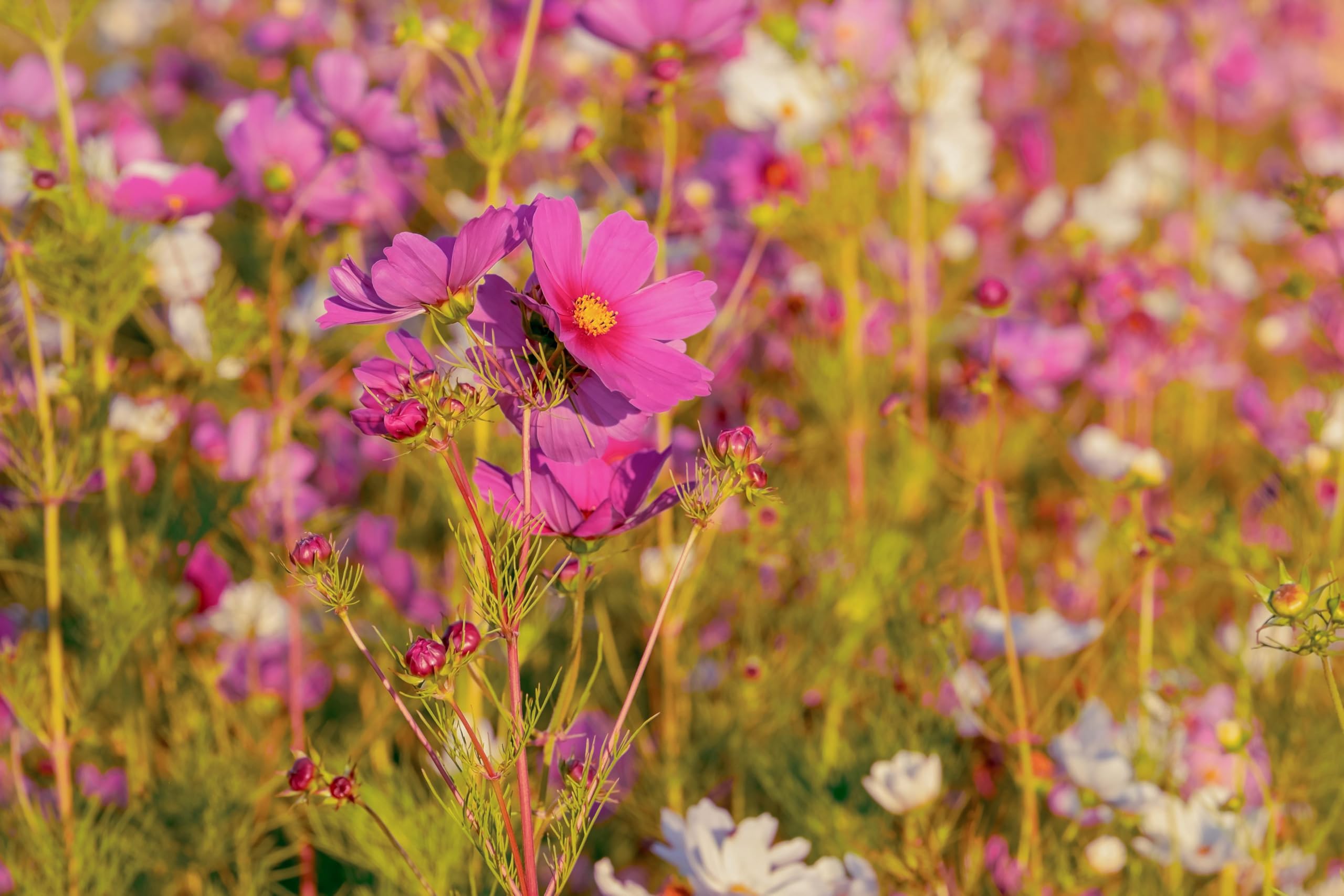 Schmuckkörbchen, Cosmea Mix - in Rot & Orange (Cosmos bipinnatus & Cosmos sulphureas). Bienenweide, die Blüten sind essbar! (20.000 Samen = 128,0g)