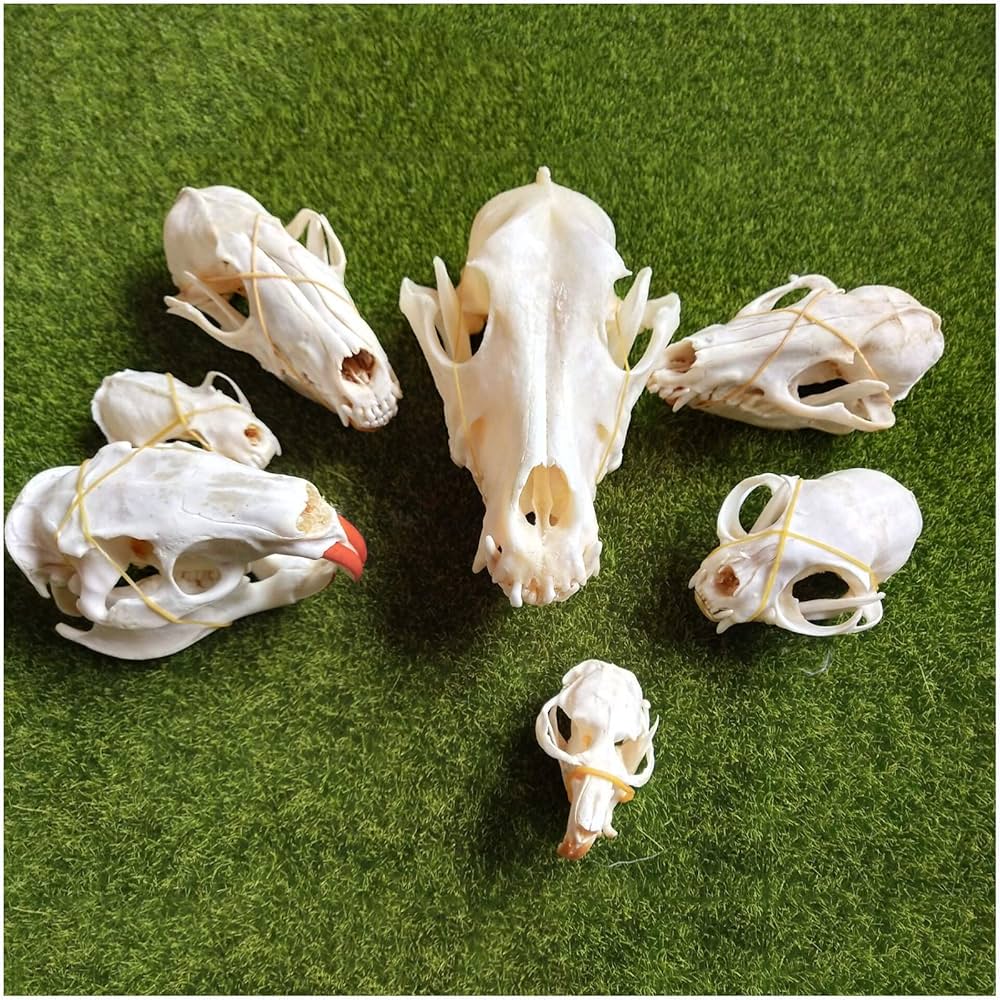 アフガンハウンド　骨格標本　頭骨 アフガンハウンド 骨格標本 頭骨