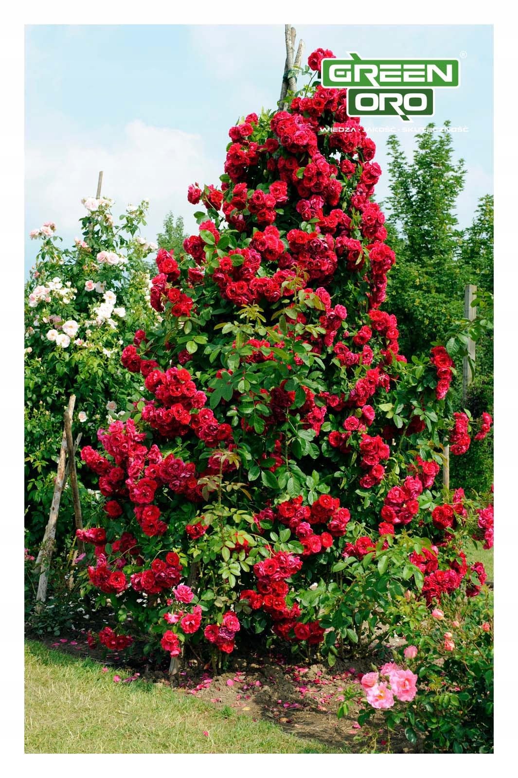 FLOWERS AKI 24kg Herbstdünger für Rosen, Blumen und Zierpflanzen geeignet