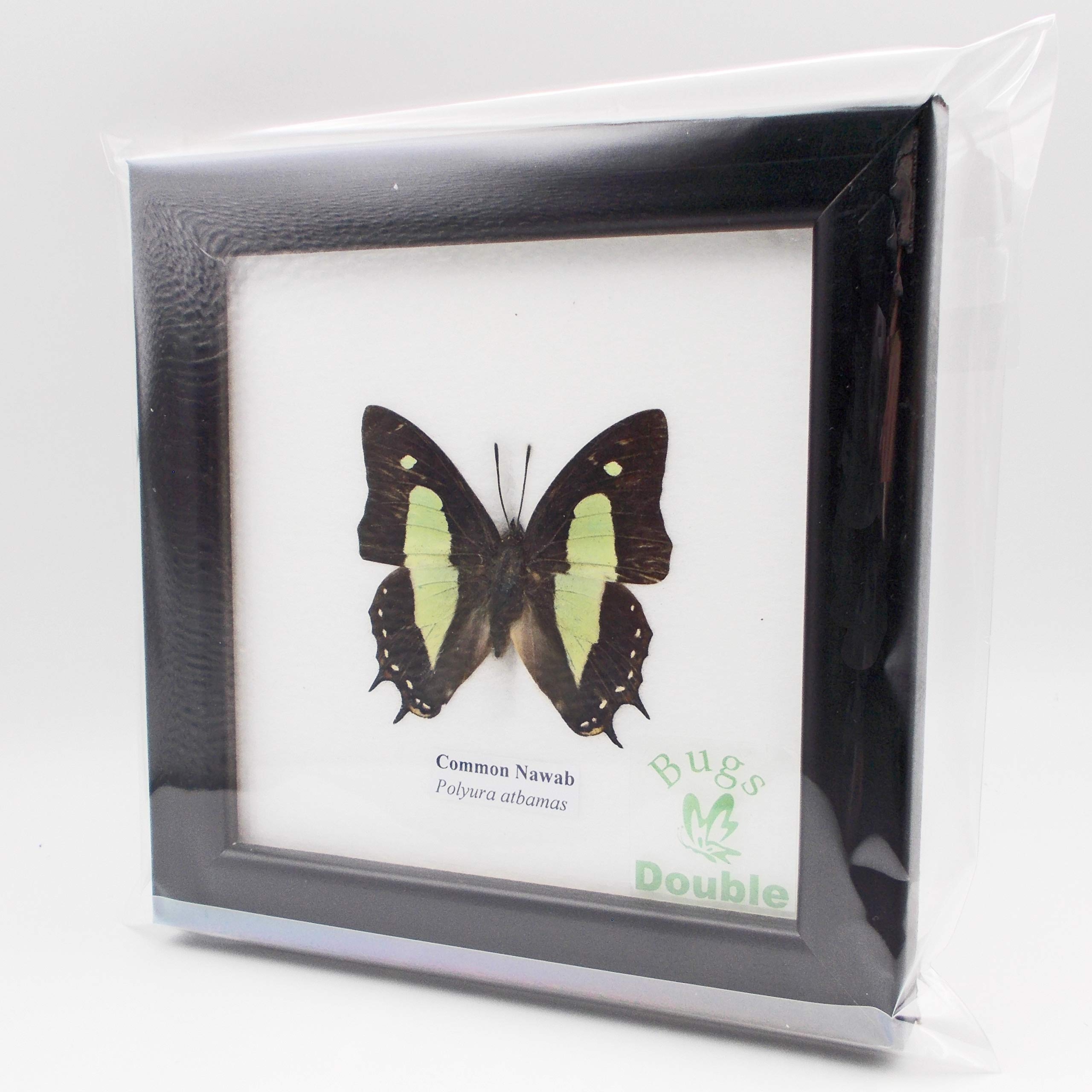 オファー 蝶標本 コエボン様リクエスト品❗️フタオ、ウスバ