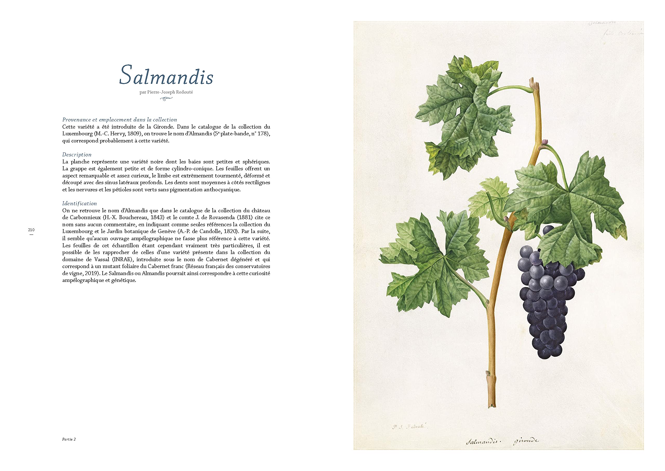 Les raisins de Jean-Joseph Redouté
