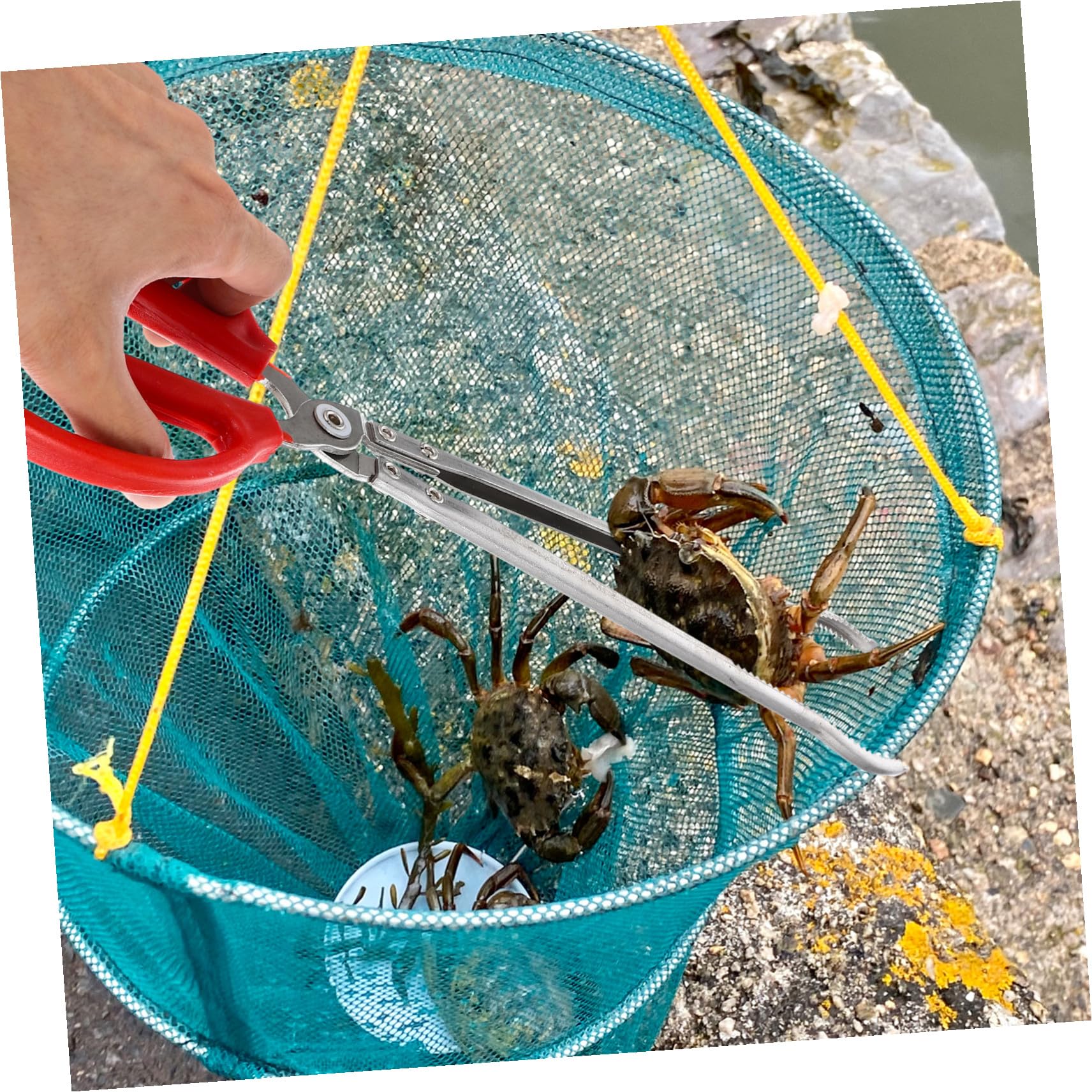 Longues Pinces à Crabe Portables en Acier Inoxydable et Abs Antidérapantes