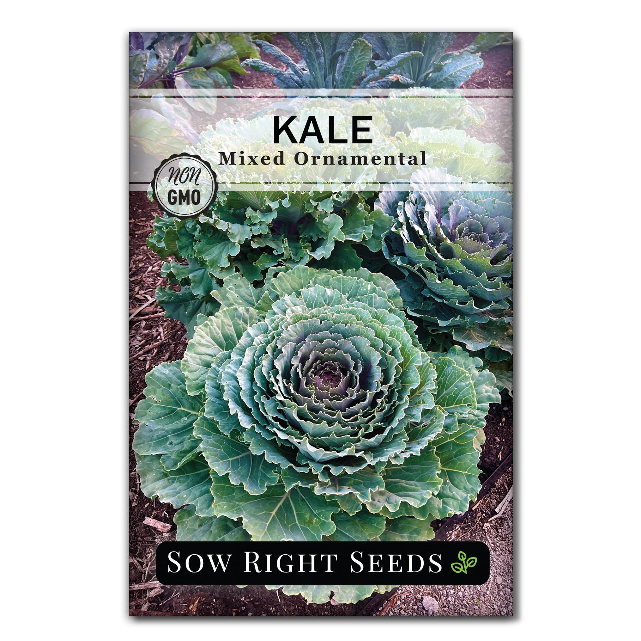 Mixed Ornamental Kale Seeds for Planting - Non-GMO Heirloom Packet with Instructions to Plant & Grow in Your Front Yard and Flower beds - Colorful Kale Heads Accent Flower Beds (1)
