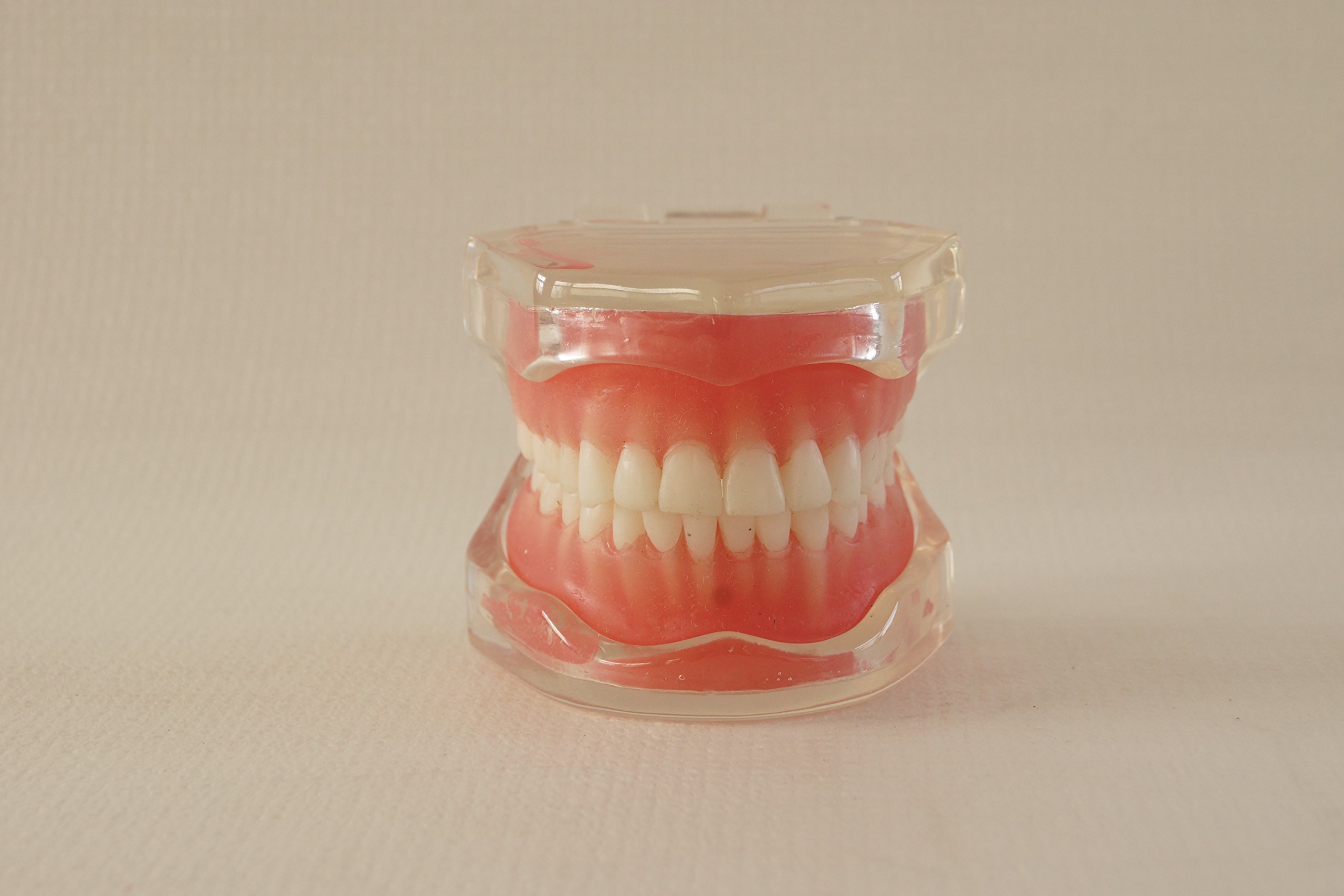 S&D 1 Set Dental Teaching Demonstration Model 28pcs/Set Removable Standard Full Mouth Teeth Model with Soft Gum