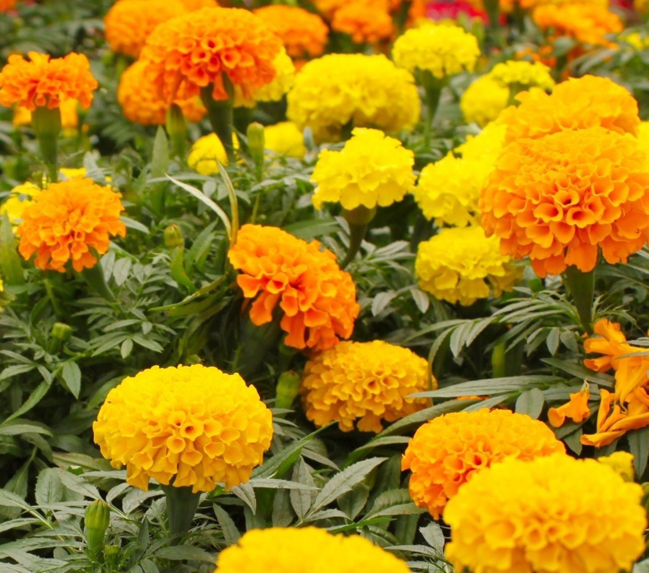 Ohio Heirloom Marigold Seeds Crackerjack Mix 2.5g for Planting a Beautiful Flower Garden, Bursting with Color and Blooms (500+ Seeds)