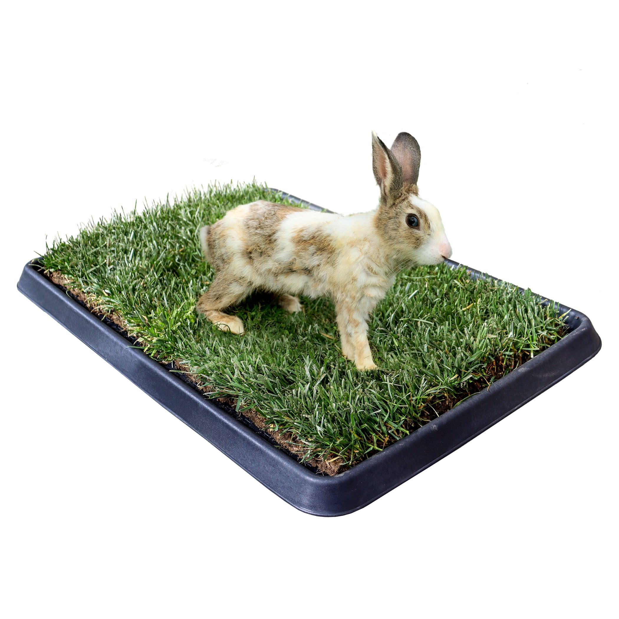Petzolla Vassoio S 60x40cm Porta Traversine Cani in vera erba PetZolla - Ideale per Toilette e Addestramento di cuccioli - Made in italy