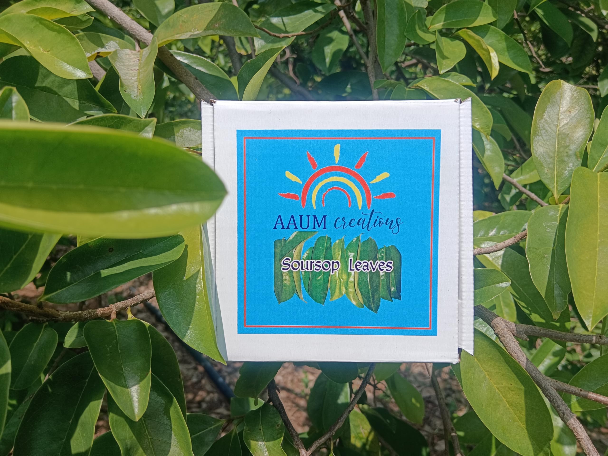 Natural Organic Soursop Green Tea - 100 Loose Leaves (100+50 Extra) - Graviola Annona Muricatta Lakshman Phal Mullu Seetha Ram Phal - 15 Days Pack