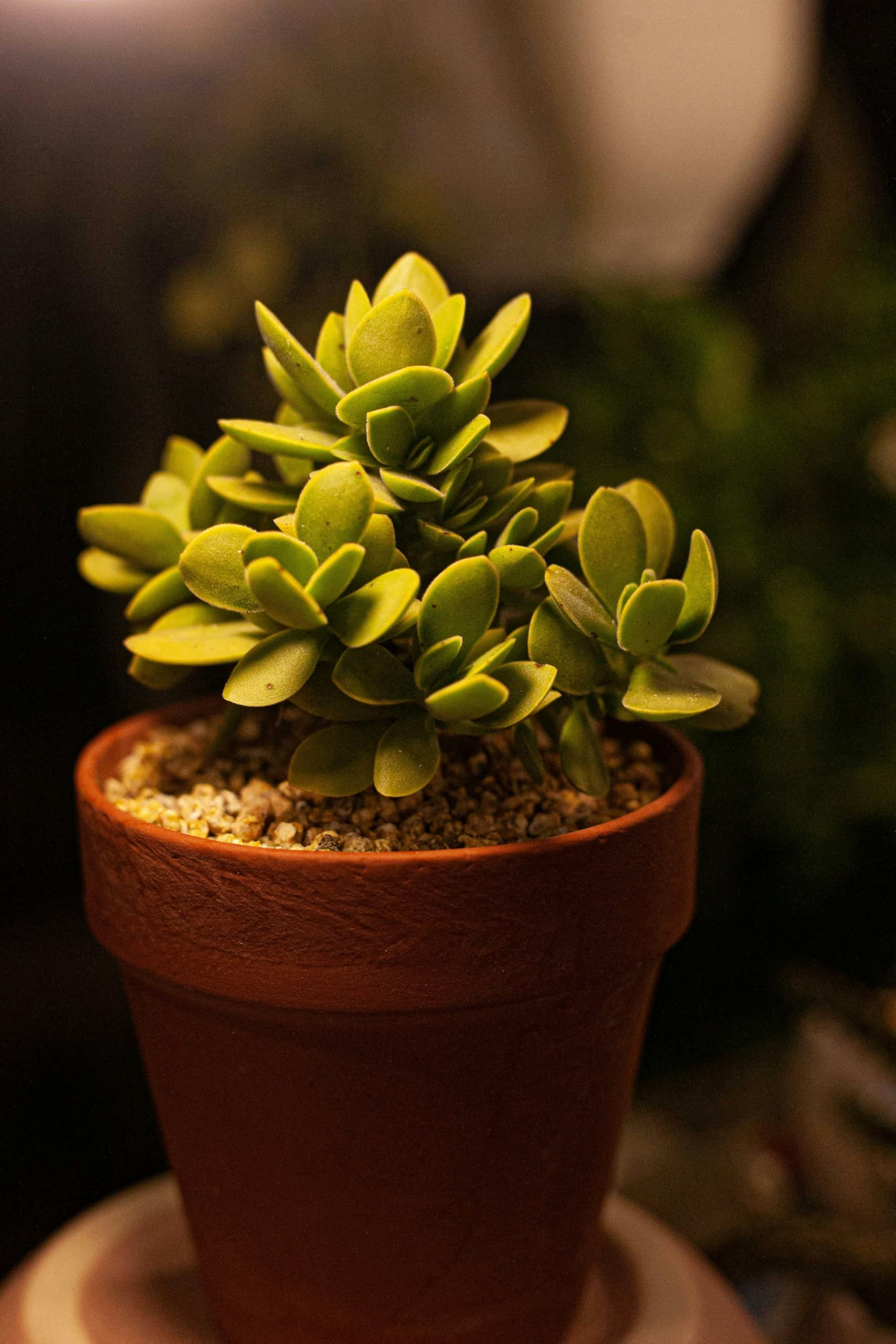 Live Jade Plant with White-Pink Flowers, Indoor Succulent, 20 cm, Air Purifying-image-26