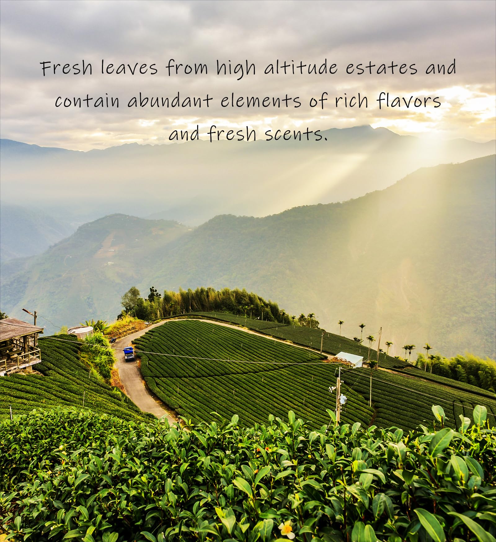 Trilliant -Fomsa Tea Milky oolong, tè Jin Xuan di alta montagna, JinXuan raccolto a mano, foglia di tè sfuso, tè gongfu di Taiwan, confezione regalo 4 once, note burrose e lattiginose