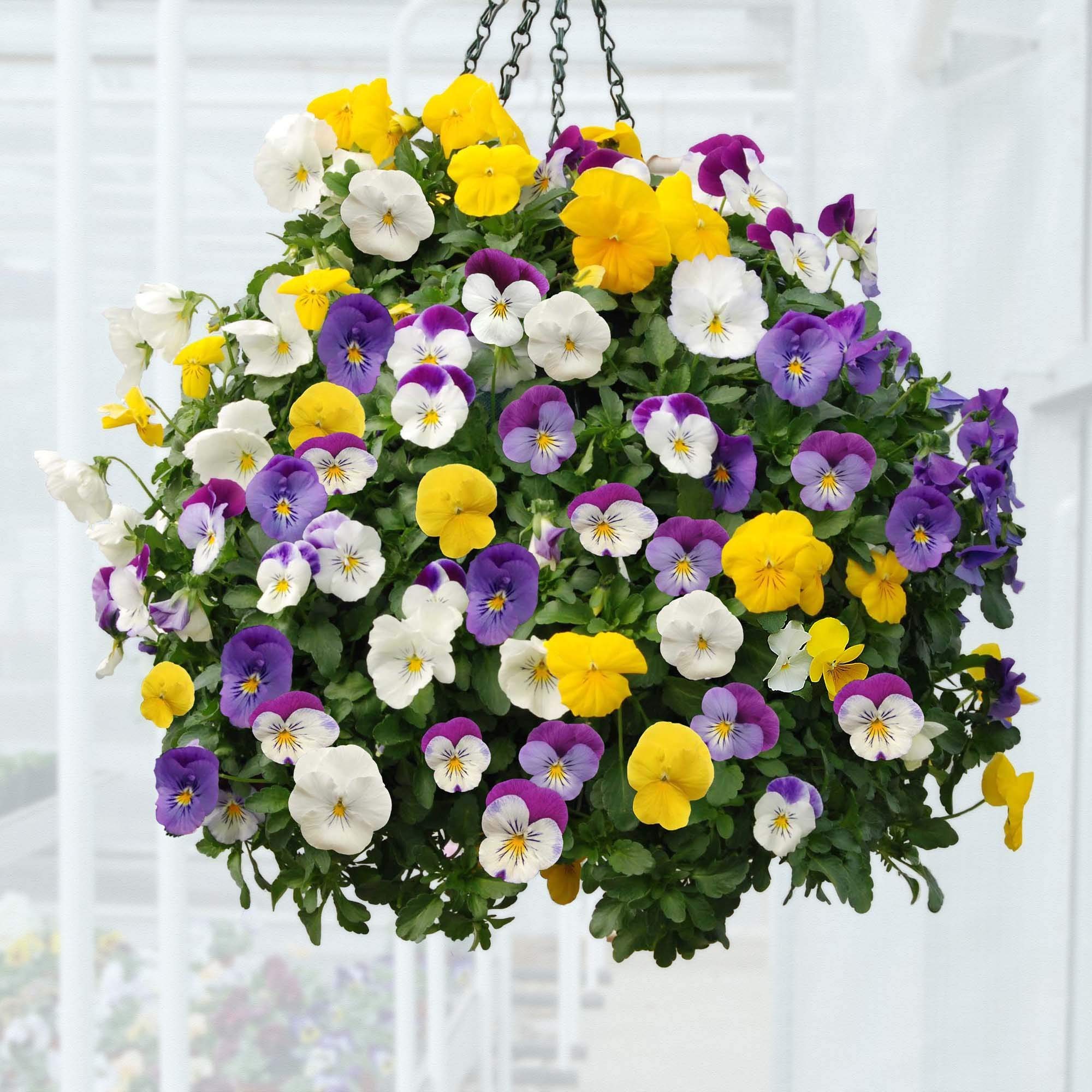 OhhSome Flower Seeds : Viola Tricolor Hanging Basket- Flower Seeds For Garden Balcony Garden [Home Garden Seeds Eco Pack Plant Seeds - Eco" (B07WQGYYZM) Amazon Price History, Amazon Price Tracker