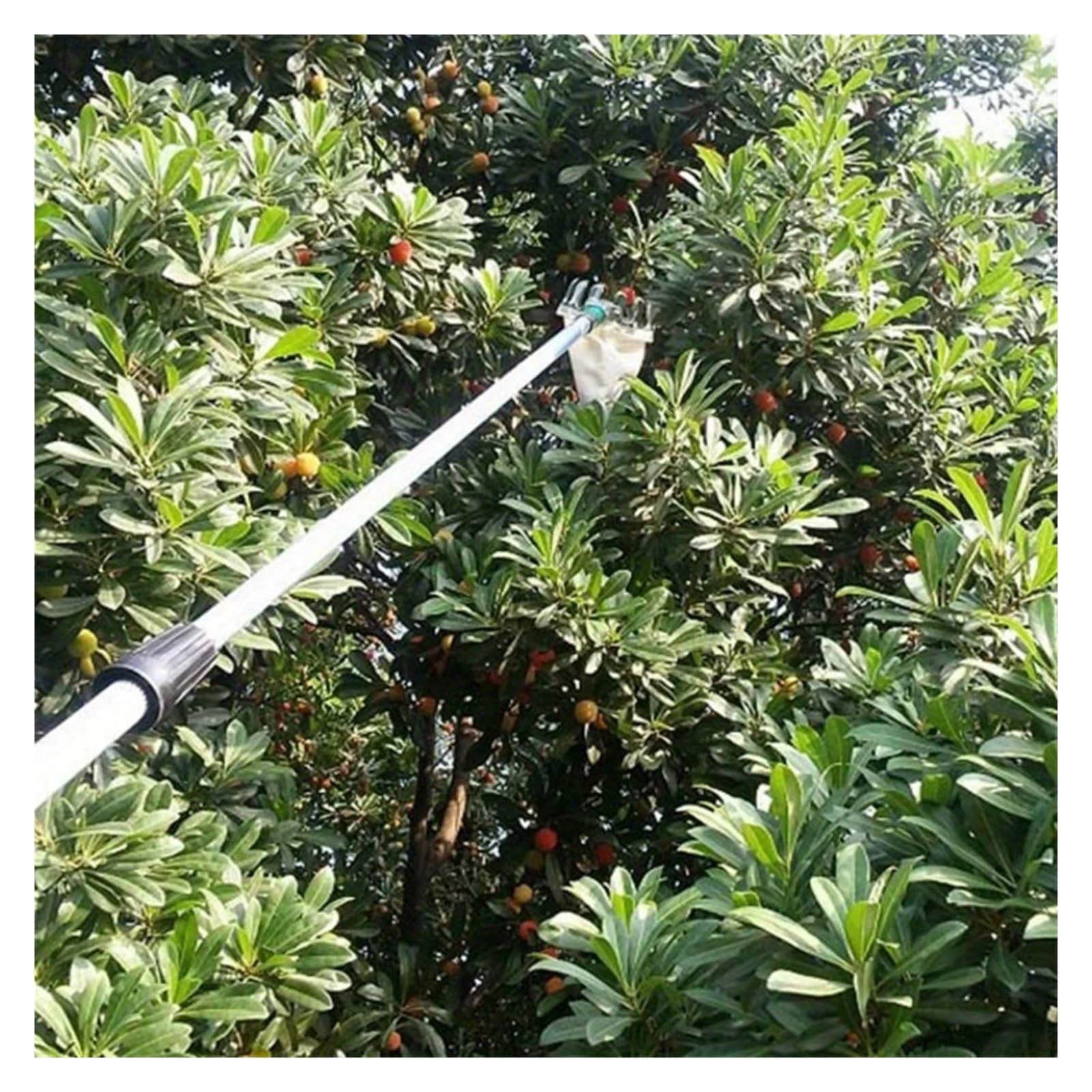 Cueille Fruit Telescopique Cueille-Fruits Pratique en Hauteur (1/2/5 pièces) - Outil de cueillette horticole for Pommes, poires et pêches(2 PCS)