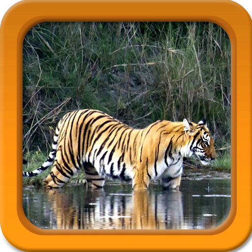 Tiger Live for Android