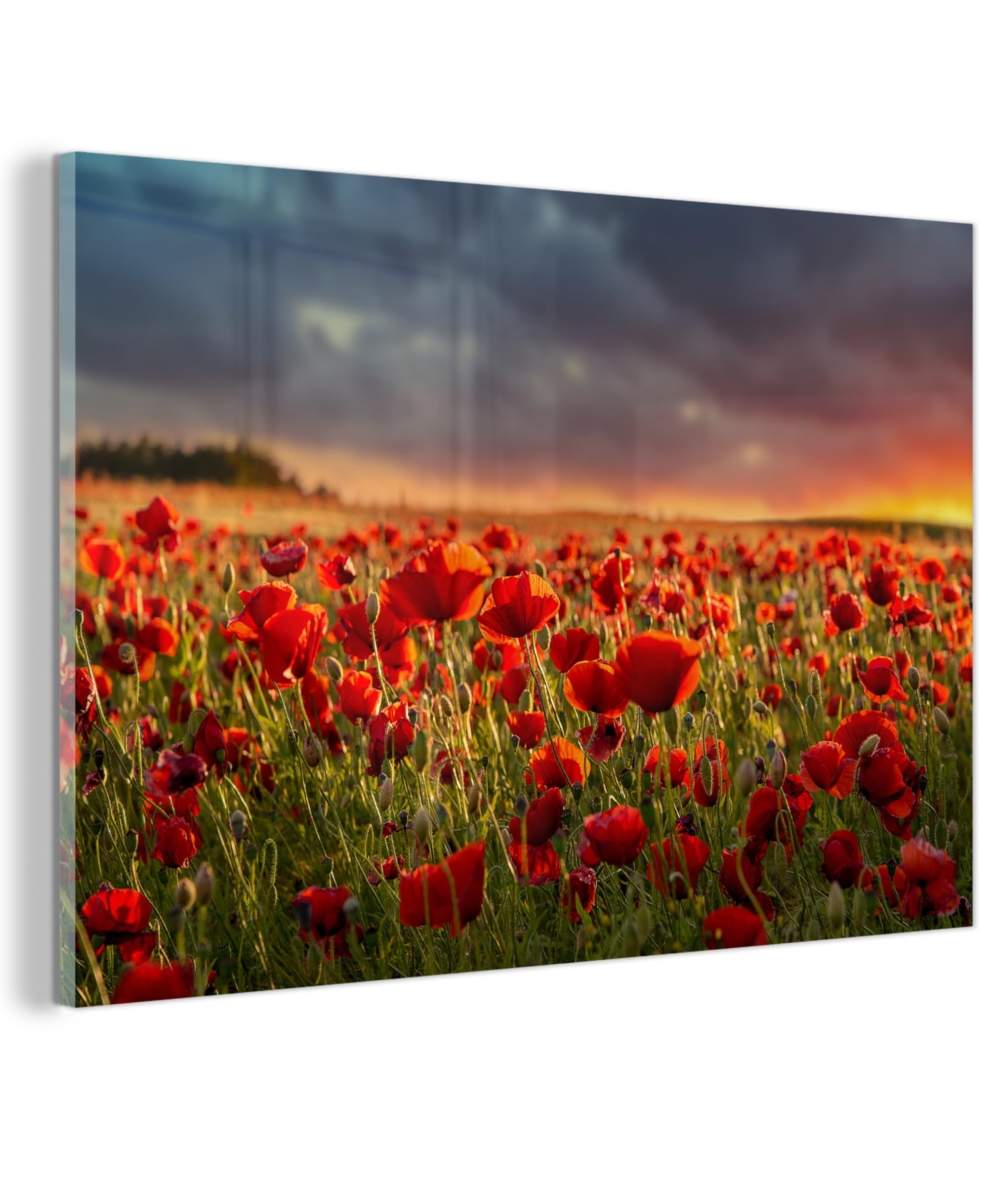 MuchoWow© Stampe In Vetro 60x40 cm Immagine Giorno Interni Notte Moderno Accessori Arredo Poster Murale Cornice Decorazione Pareti Tramonto - Papaveri - Rosso - Fiori - Campo - Natura