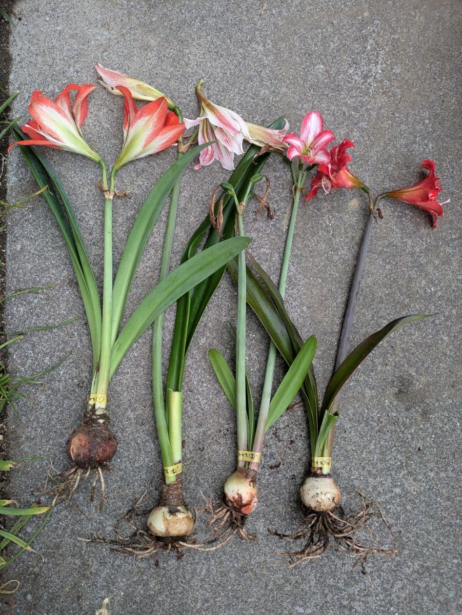 【rikisan】アマリリス球根　斯嘉丽+ ブラックスワン Amazon｜アマリリスの球根 4種 ①②③④｜観葉植物 オンライン通販