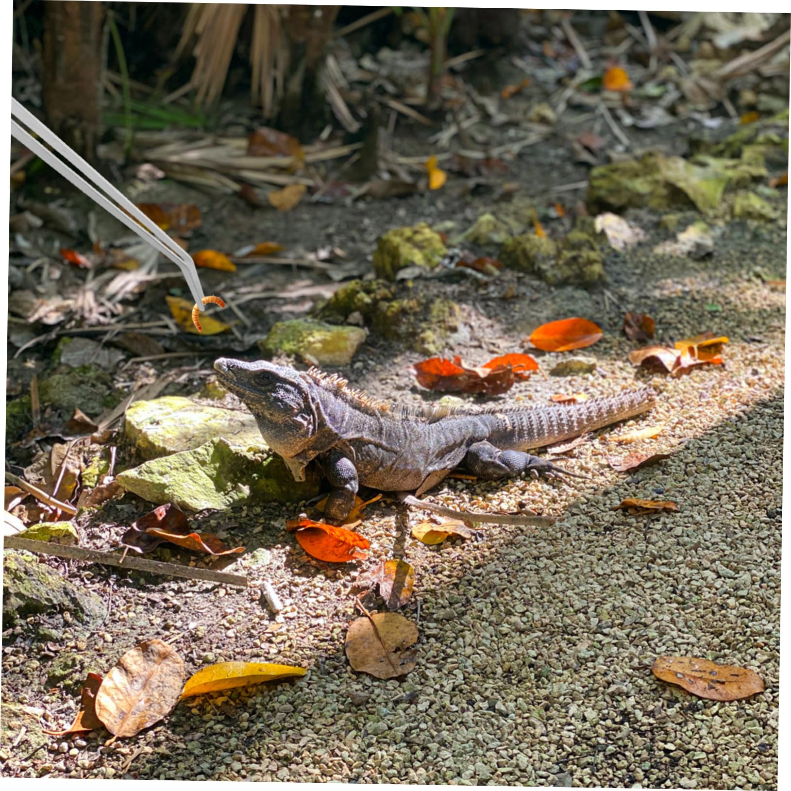 Didiseaon 2piezas Pinzas Para Reptiles y Peces Extralargas Unidades Mango Accesorio De Alimentación
