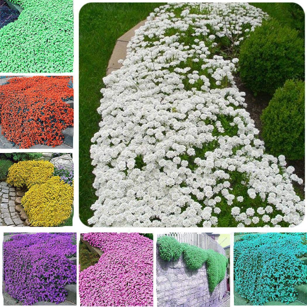Lioder 100Pcs Creeping Thyme Seeds Rock Cress Seeds Groundcover Seeds Perennial Flower Seed Herb for Landscaping