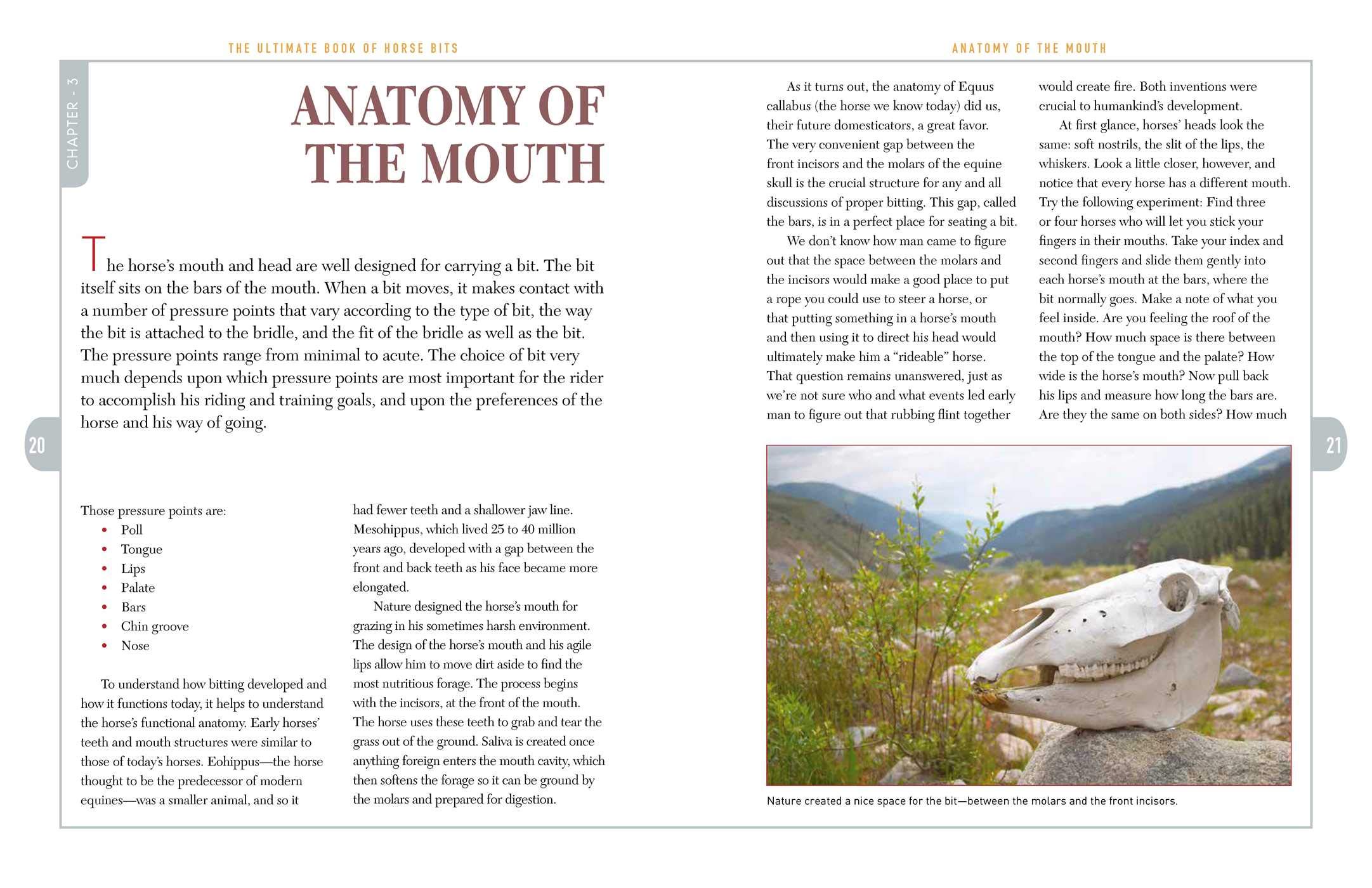 The Ultimate Book of Horse Bits: What They Are, What They Do, and How They Work (2nd Edition)