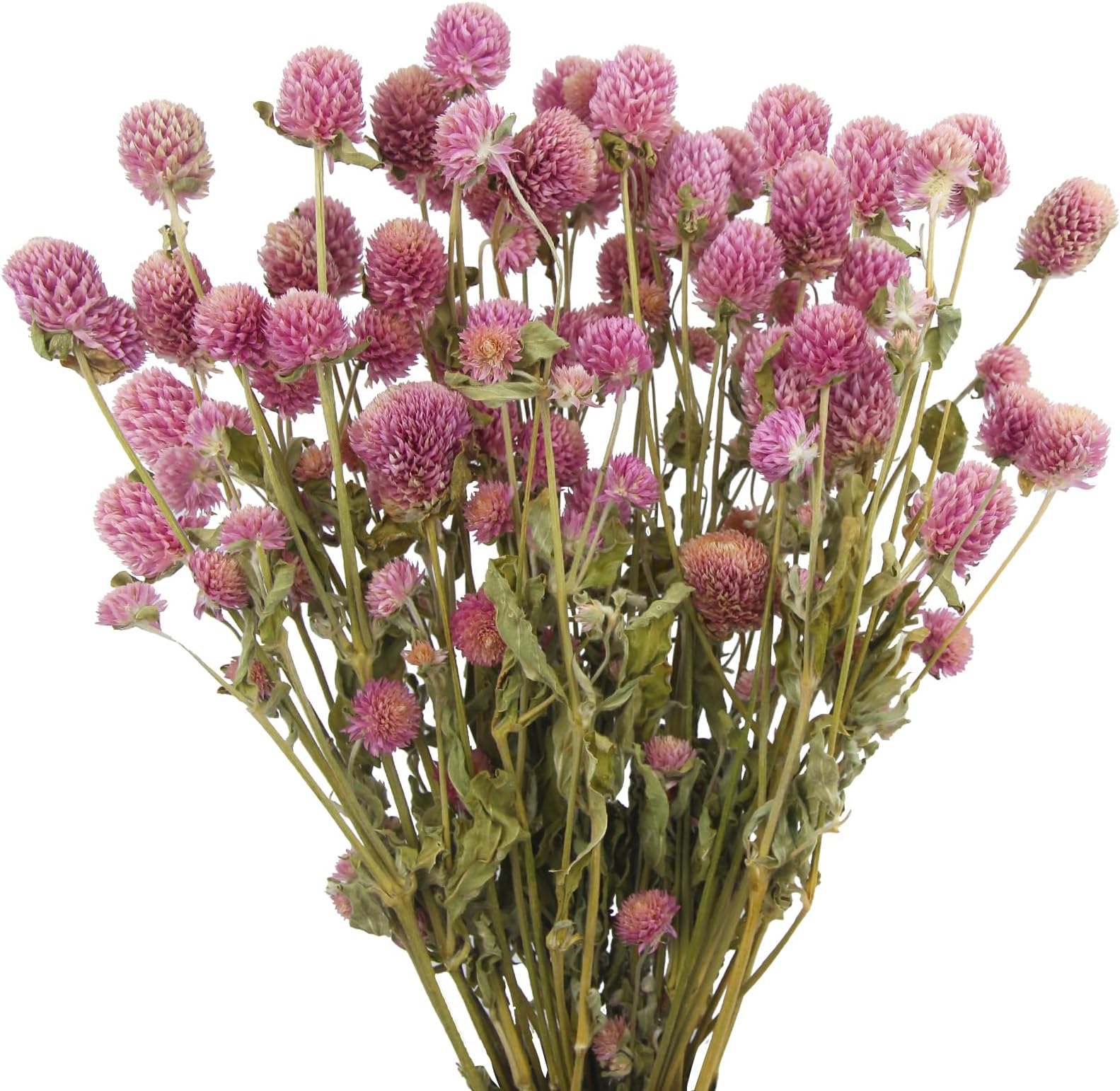 CISDUEO Dried Flower Pink Globe Amaranth Dried Flowers Bundles Natural Dried Flowers Bouquet for Wedding Table Vase Decor Boho DIY Wreath Floral Home Office Party Garden Decoration