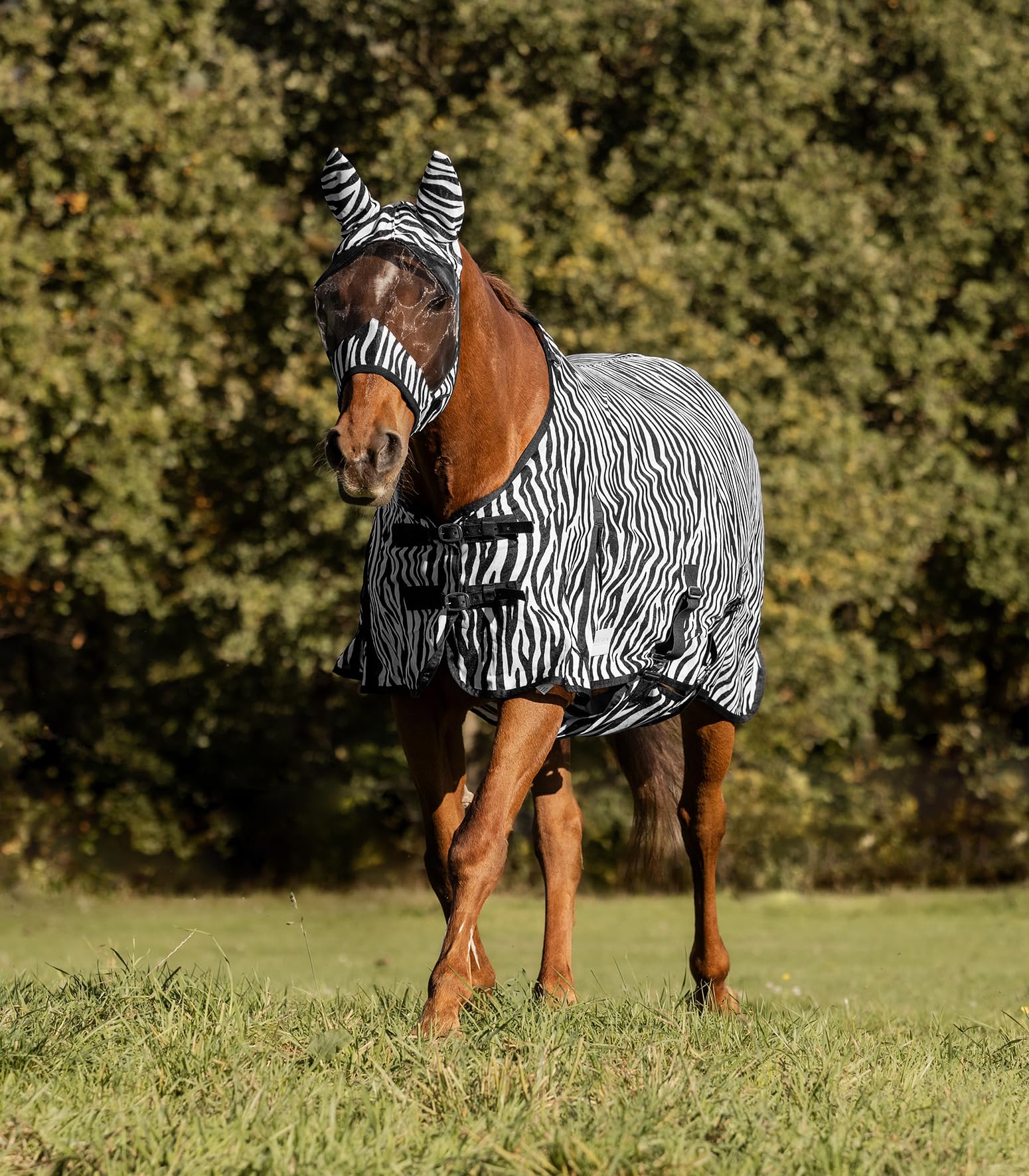 Waldhausen Fliegendecke Zebra, 145 cm | mit Bauchlatz, mit Schweiflatz