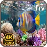 熱帯魚水槽のスクリーンセーバー - 