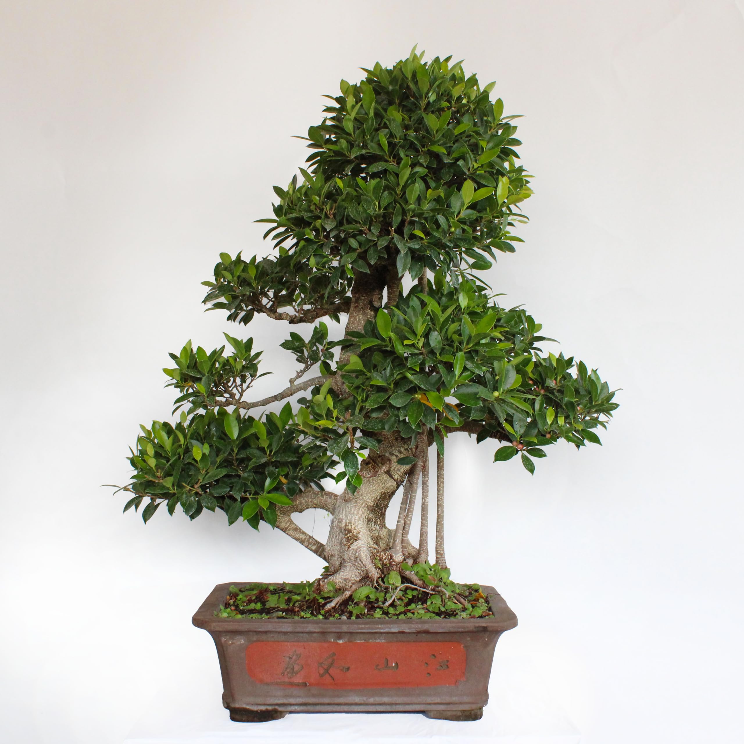 KENTIS - Bonsai Ficus Microcarpa - Bonsai Ficus Retusa - Naturalles Plantes d'Intérieur - Pot en Céramique Artisanal - H 95-105 cm Pot Ø 46 cm