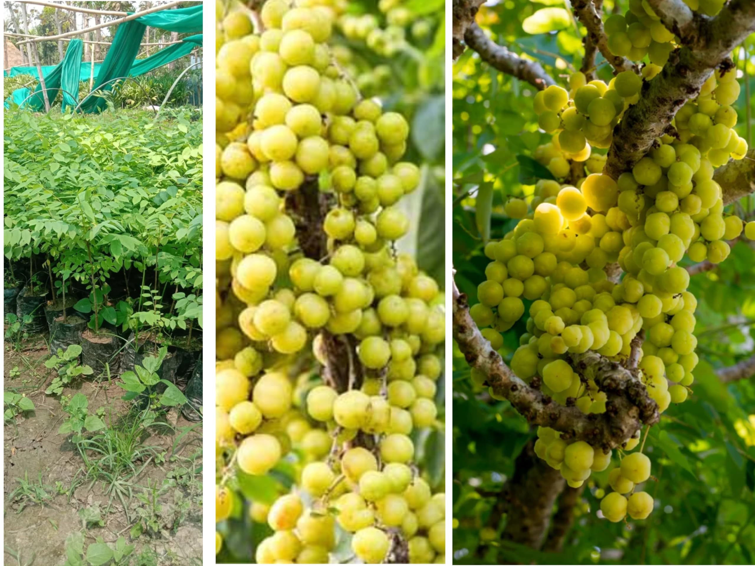 Star Gooseberry Live Tropical Fruit Plant 1-2 Feet | Home Garden Plant, Pack of 1, Healthy Live Plant, Tree-image-30