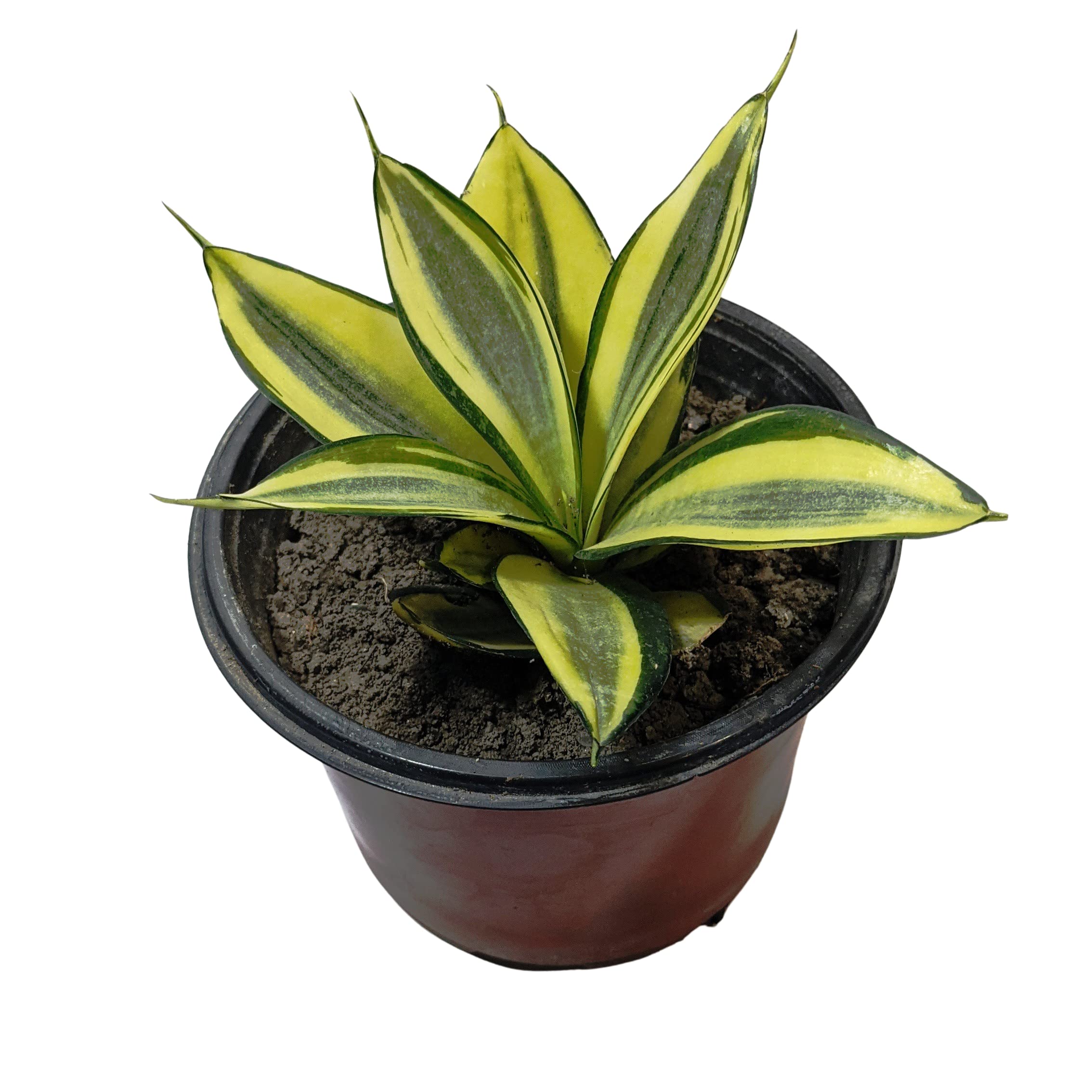 See full amazon price history chart for Himalayan flora floriculture nursery Sansevieria Snake live plant without pot Himalayan flora floriculture nursery Sansevieria Snake live plant without pot (B09J2944FZ) Amazon Price History, Amazon Price Tracker