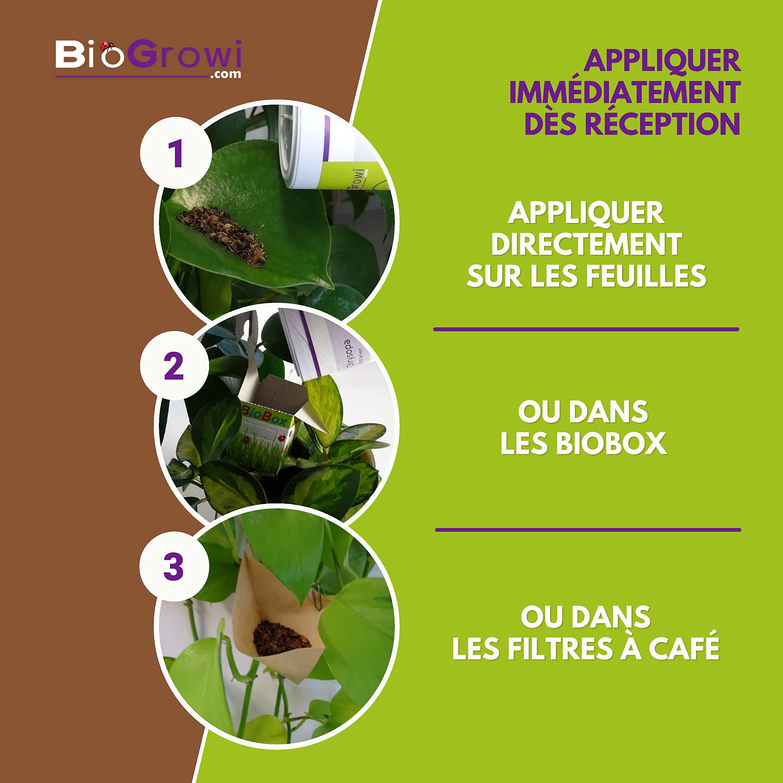 Chrysopa - 1000 Larves de Chrysope contre les Pucerons et les Cochenilles. Chrysopa Carnea contre les Tétranyques. Anti Pucerons Plantes. Application Naturelle et Biologique.