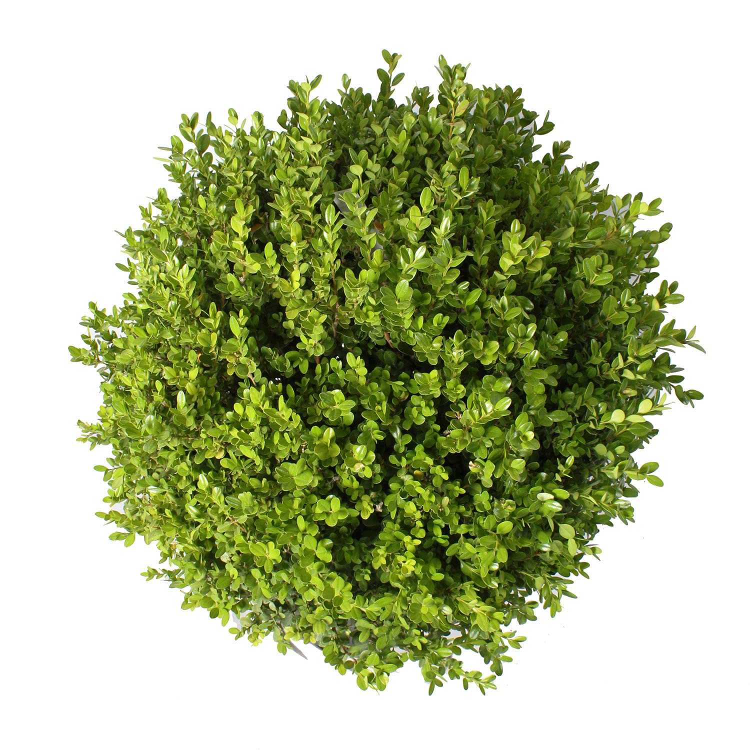 KENTIS - Bosso Sfera Pianta Ornamentale - Buxus Microphylla Faulkner - Piante Vere da Esterno Sempreverdi Resistenti - H 60/70 cm Sfera Ø 45/50 cm Vaso Ø 30 cm