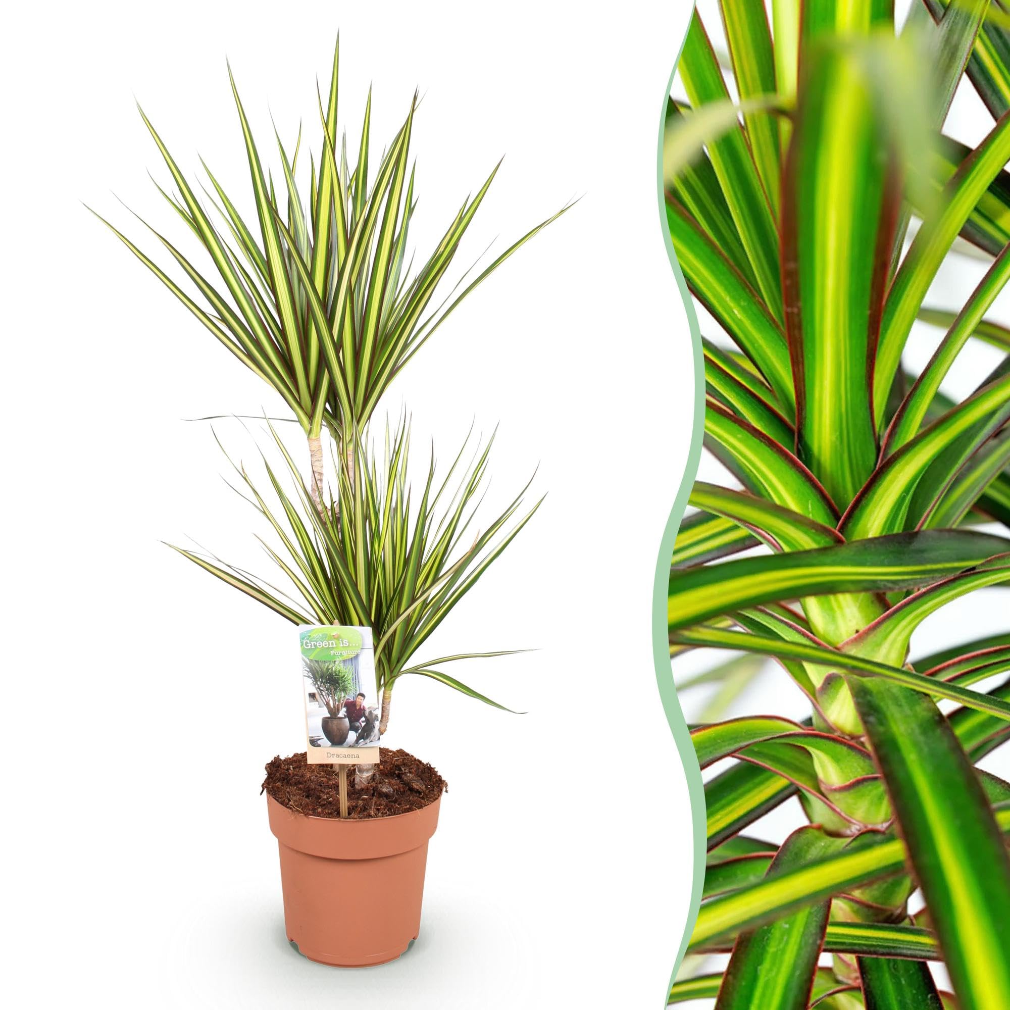 Dracaena Sunray – smocza krew – 17 cm – wysokość 70-75 cm – łatwa w pielęgnacji roślina pokojowa w kolorze zielonym i żółtym, do nowoczesnych pomieszczeń mieszkalnych i roboczych