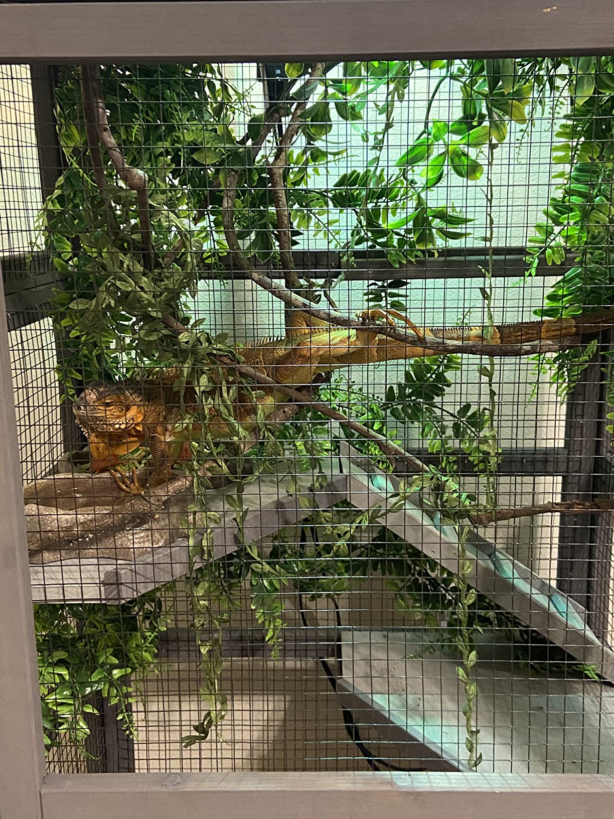 40/mo Finance Deluxe Chinchilla Cage Critter Nation, Homes for Pets