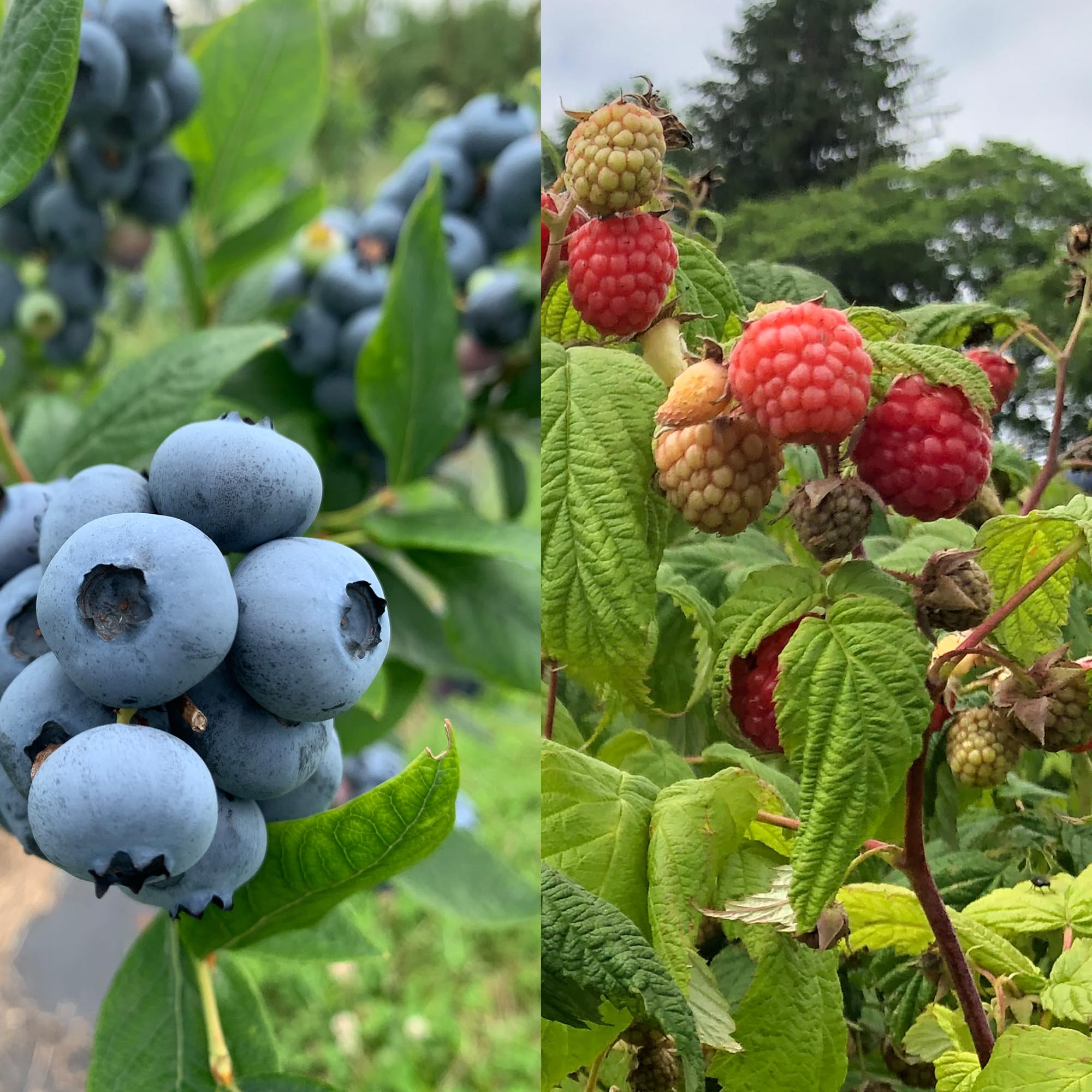 Amazon.co.jp: 【無農薬】北海道産ブルーベリー＆ラズベリー各1kg