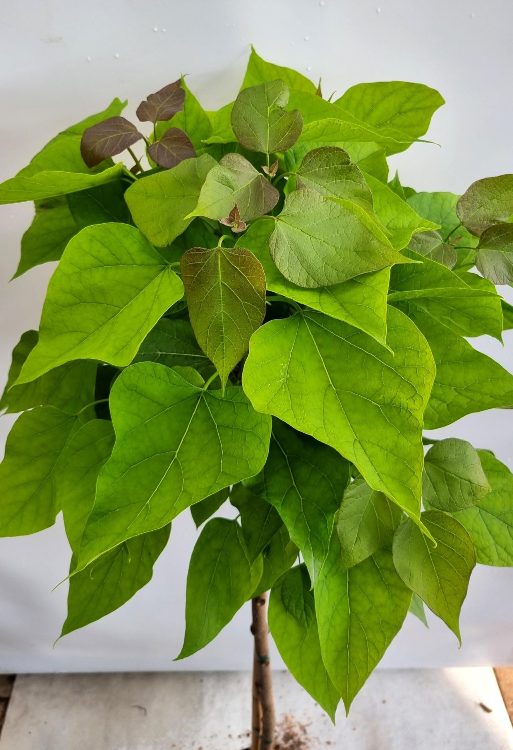 Boule de Catalpa bignonioides 'Nana' tronc 125-150 cm haute, résistant à l'hiver, culture en pleine terre