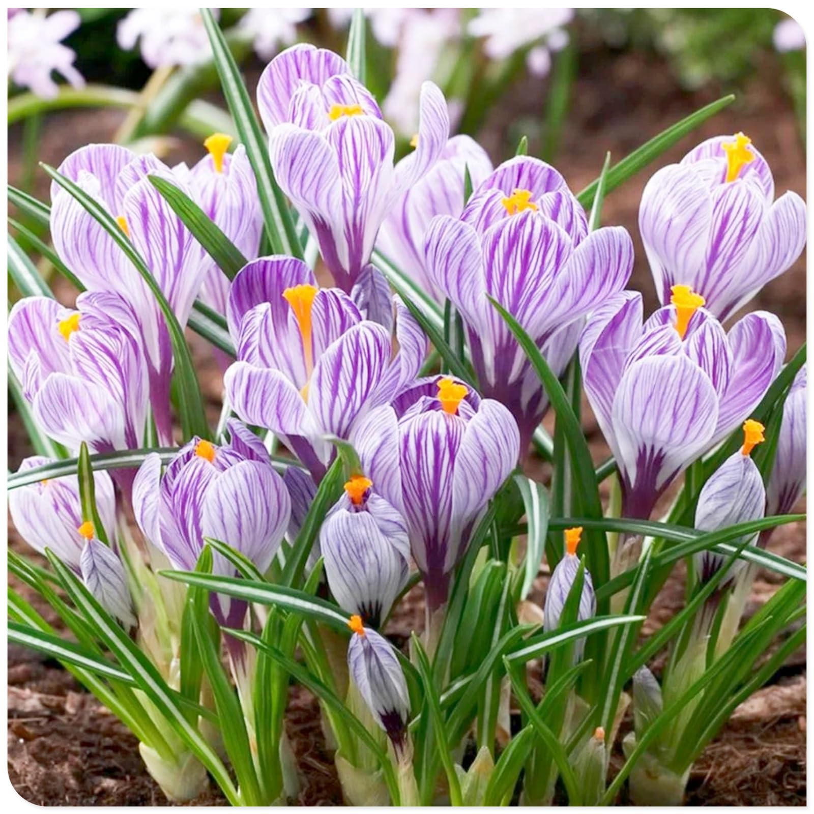 Crocus Bulbs to Plant Now UK/Saffron Crocus Bulbs-Bedding/Gorgeous/Potted/Plants/Rhizome/Ornamental/Resistant-8 Bulbs-F