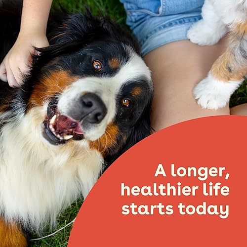 Miniatura 4 de Pupford Suplemento para la salud intestinal e inmunidad para cachorros y perros adultos fabricado en los Estados Unidos aprobado por veterinarios